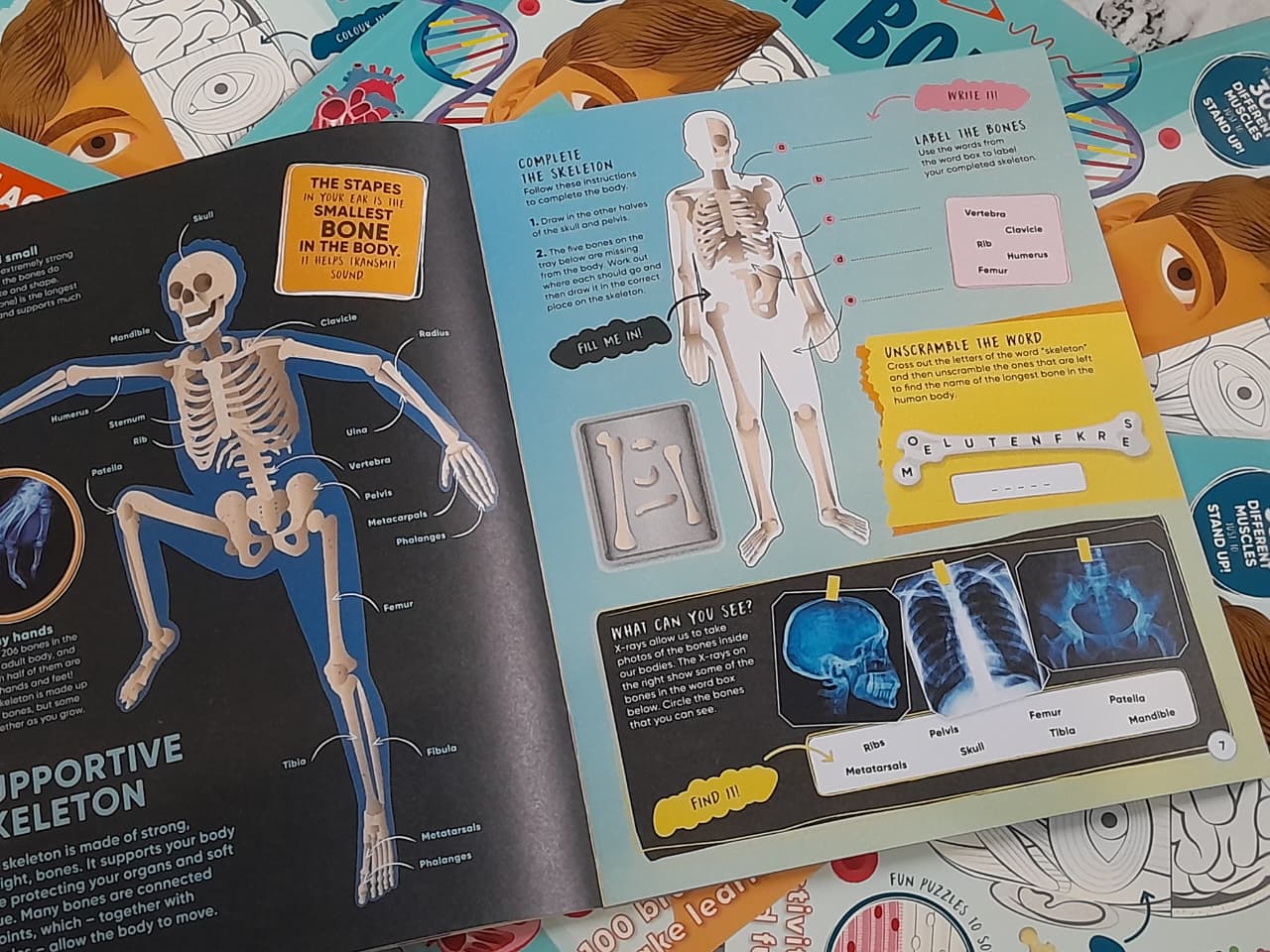 Human Body
