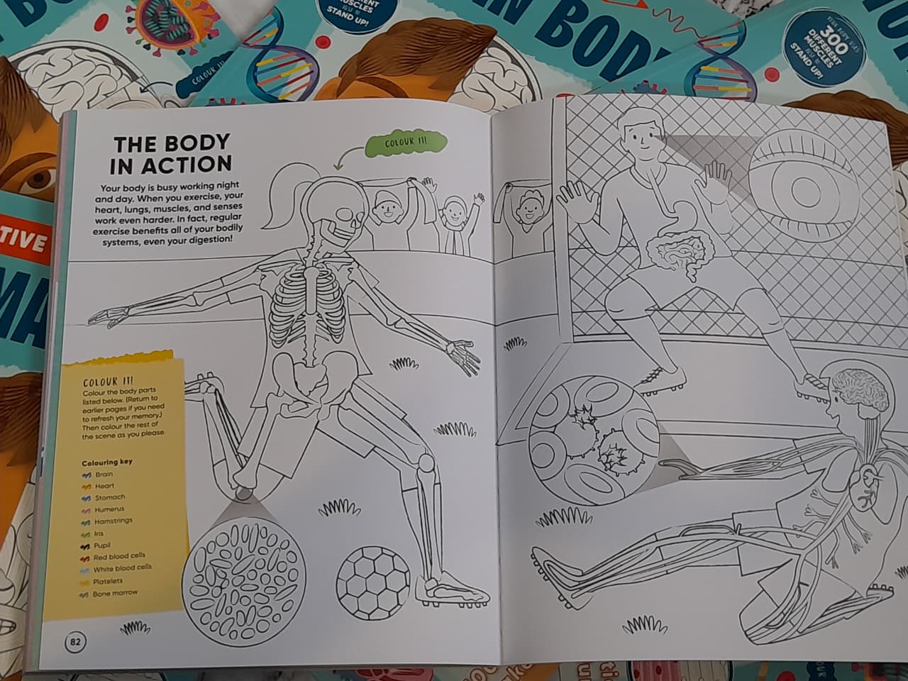 Human Body